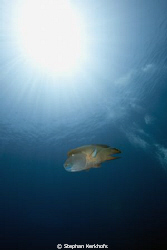 napoleon wrasse taken at Shark reef! by Stephan Kerkhofs 